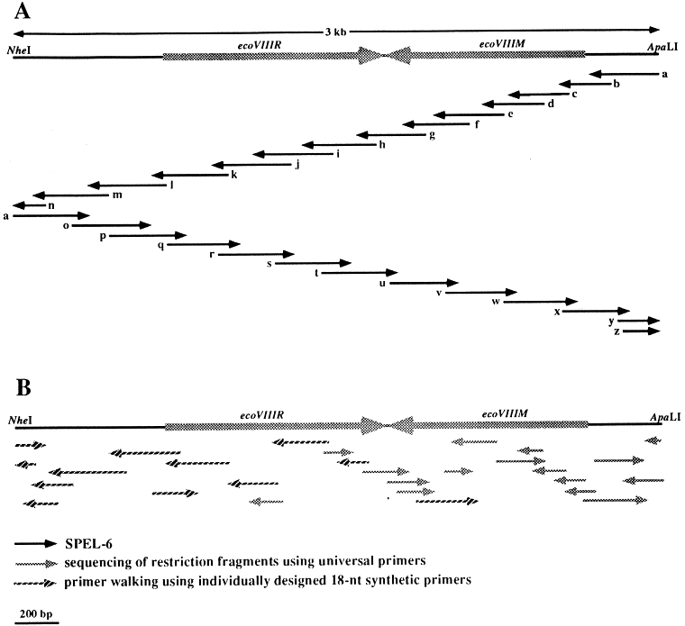 peoriacountypolitics Gene Assembly DNA Sequencing of GeneSized